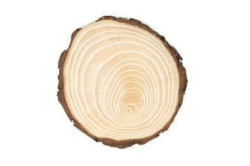 sezione del tronco di un giovane albero