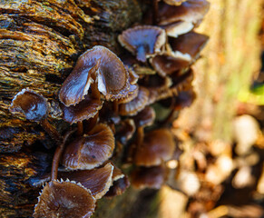 small troop of glistening dark brown mushrooms growing on a log face 