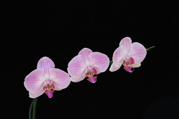 Naklejka na ściany i meble pink orchid on black