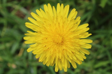 Diente de León,  flor amarilla