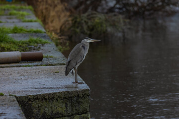 Grey Heron on the Lower River Bann at Toomebridge Eel fishery, County Londonderry, Northern Ireland