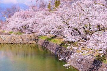 
信州　満開の桜　