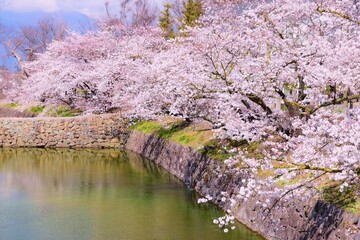 Obraz na płótnie Canvas 信州　満開の桜　