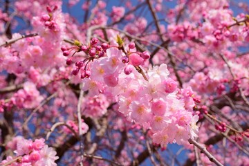 
信州　満開の桜　