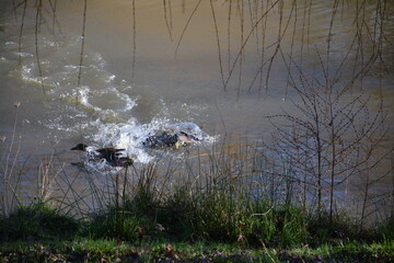Saint-Herblain - Parc du Val de Chézine - Bassin de la Chézine - Poursuite entre canards	