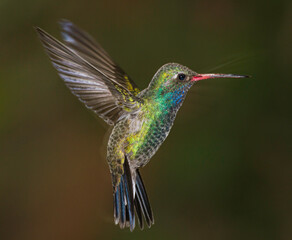 hummingbird in flight