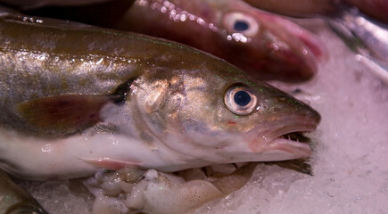 tête de merlan chez un poissonnier