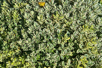 Beautiful background of Euonymus fortunei spindle (wintercreeper) shrub with green, yellow and white leaves. Bright colors. Dublin, Ireland