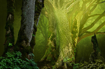 Mysterious fantasy forest with old mossy trees and branches silhouettes