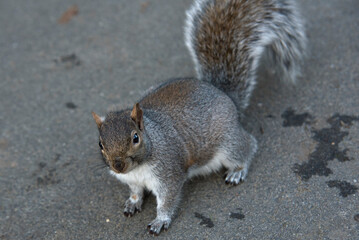 wiewiórka , Sciurus carolinensis,  © domek73