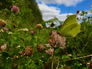 butterfly on flower