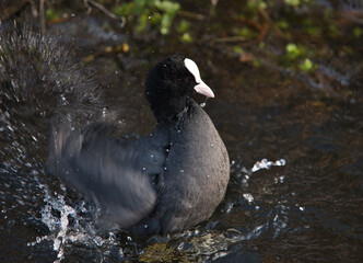 łyska, Fulica atra, Eurasian coot