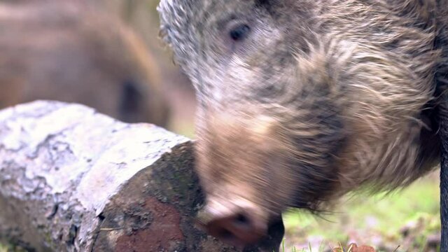 Closeup male wild boars Sus scrofa scratching yourself by tree trunk in woods. Wildlife action furry animal scene in natural habitat. Strong nose, well smell sense to search food in omnivorous.