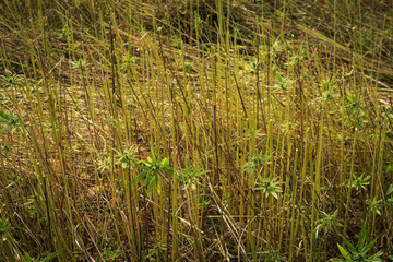 Harvested Industrial Hemp field for cbd production. Collected cannabis sativa plants.