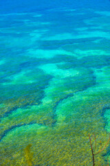 coral reef and sea