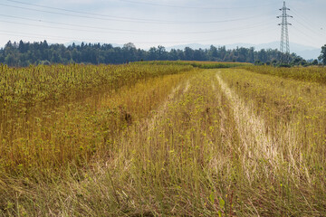 Obraz premium Harvested Industrial Hemp field for cbd production. Collected cannabis sativa plants.