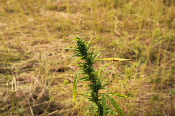 Harvested Industrial Hemp field for cbd production. Collected cannabis sativa plants.