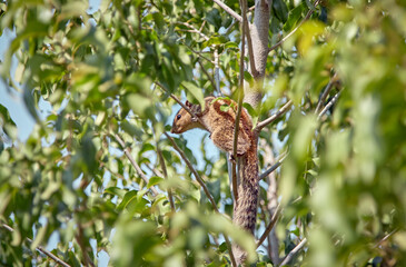 Red squirrel sitting in a tree among green foliage