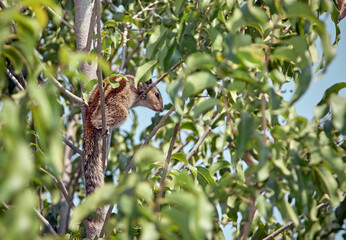 Red squirrel sitting in a tree among green foliage