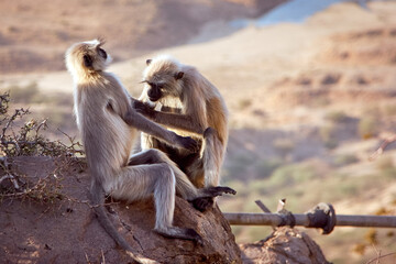 Sacred langur or gray langur (Semnopithecus ajax) monkeys grooming each other. India, Rajasthan, Pushkar