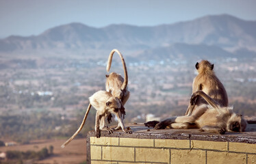 Sacred langur or gray langur (Semnopithecus ajax) monkeys grooming each other. India, Rajasthan, Pushkar