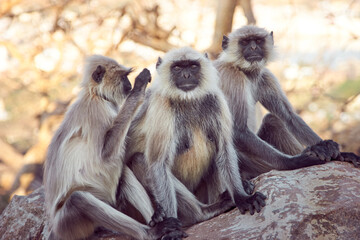 Sacred langur or gray langur (Semnopithecus ajax) monkeys grooming each other. India, Rajasthan, Pushkar