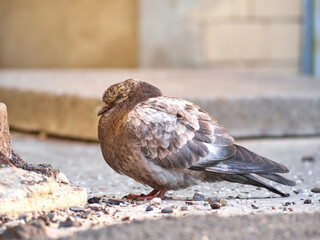 A ruffled pigeon is sitting on asphalt