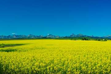 Yellow golden field of Canola plants stretches over prairie farmland of Alberta Canada with...
