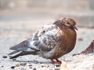 A ruffled pigeon is sitting on asphalt