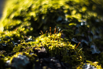 Central Europe, Slovak nature 