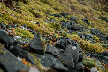 Central Europe, Slovak nature 