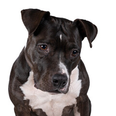 Portrait of the head of a brown American Staffordshire terrier ( amstaff ) sitting isolated in white