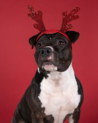 Portrait of a brown American Staffordshire terrier ( amstaff ) sitting with a Rudolph the rednosed reindeer diadem agains a red background