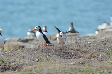 Atlantic puffins sitting on the edge of a cliff at Farne Islands National Nature Reserve in Spring. 