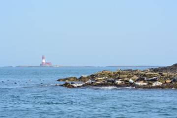 Grey seals (Halichoerus grypus) hauling out onto rocks to rest at Farne Islands National Nature Reserve, England.