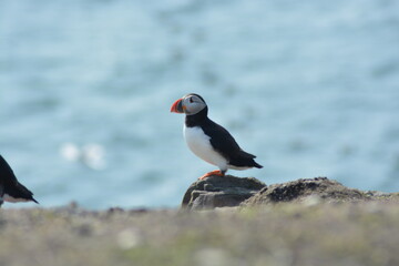 A close up of an atlantic puffin sitting on the edge of a cliff at the Farne Islands National Nature Reserve, Northumberland coast in Spring. 