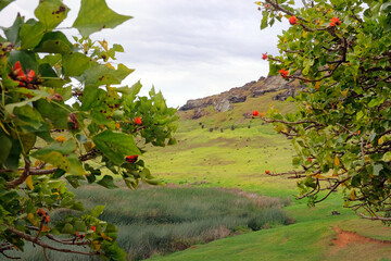 Moai on the slopes inside the crater of the Rano Raraku Volcano, on Easer Island, against a blue...