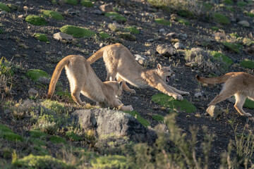 The Cougar (Puma concolor)