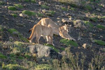 The Cougar (Puma concolor)
