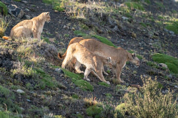 The Cougar (Puma concolor)