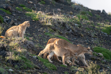 The Cougar (Puma concolor)