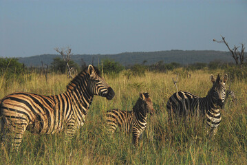 Naklejka premium Africa- Wildlife- Close Up of a Zebra Family Standing in Tall Grass