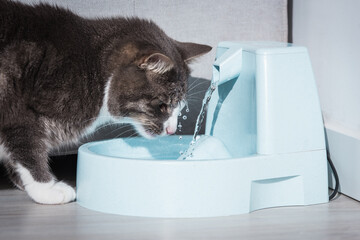 Funny cat drinks water from water dispenser or water fountain. Dehydration in a cat. Pet thirst. Cat playing with water. © Creative Cat Studio