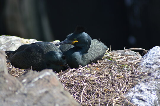 Two European shags (Phalacrocorax aristotelis) nesting on the edge of a cliffs at Farne Islands National Nature Reserve in Spring. 