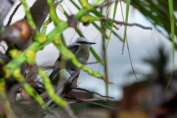 nest with baby chicks Masked washerwoman or bride
Itanhaem- SP BRASIL - DEZEMBRO 26, 2020
