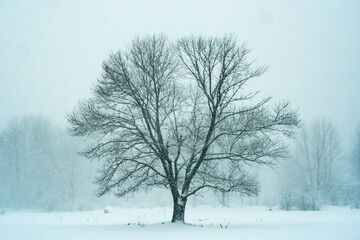 Fototapeta na wymiar Winter's Tree