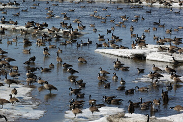 Flock of geese on a spring iced riverbed