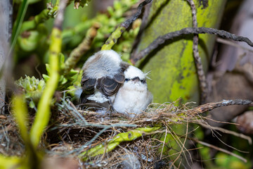 nest with baby chicks Masked washerwoman or bride
Itanhaem- SP BRASIL - DEZEMBRO 26, 2020