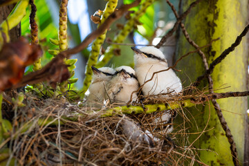 nest with baby chicks Masked washerwoman or bride
Itanhaem- SP BRASIL - DEZEMBRO 26, 2020