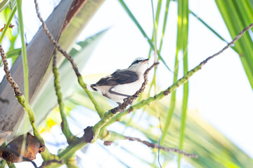baby chicks Masked washerwoman or bride
Itanhaem- SP BRASIL - DEZEMBRO 26, 2020